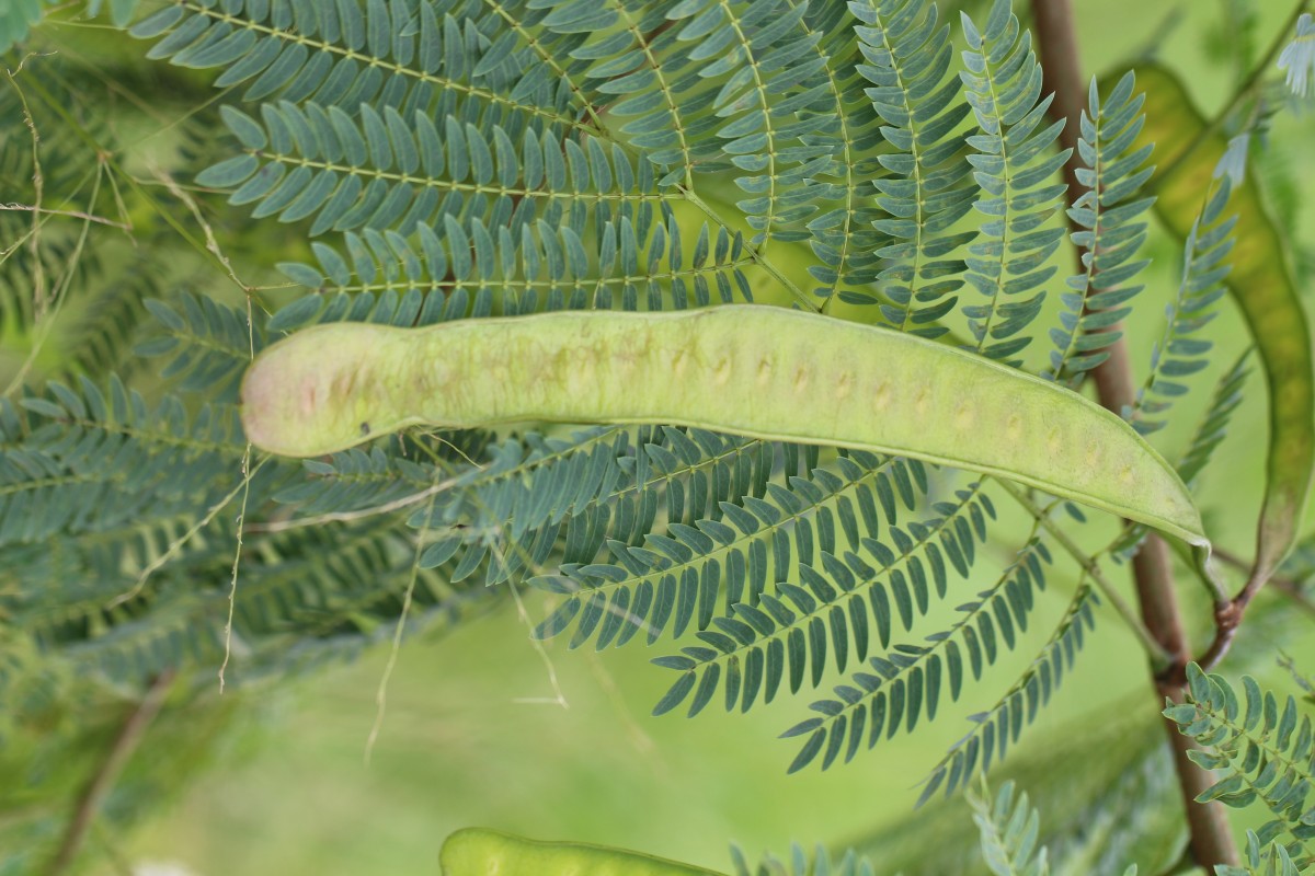 Leucaena leucocephala (Lam.) de Wit